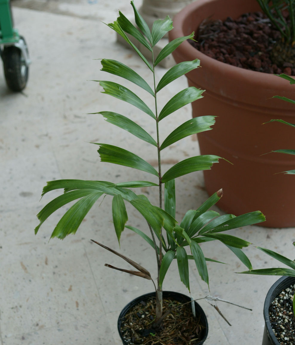 wv2-plant-11-25-07.jpg